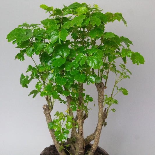 Potted Polyscias Plant Polyscias Butterly with green leaves on a plain background