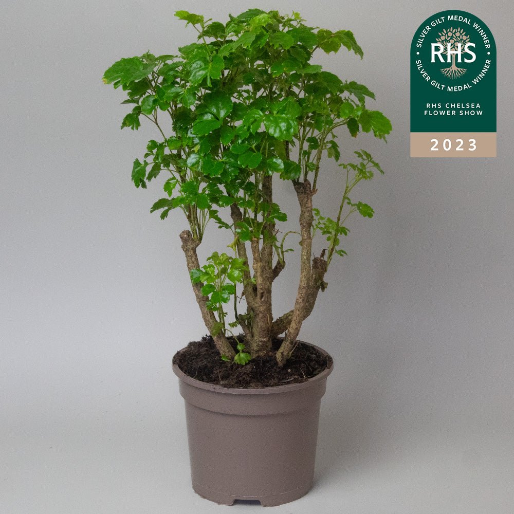 Potted Polyscias Plant Polyscias Butterly with a RHS Chelsea Flower Show 2023 award on a grey background