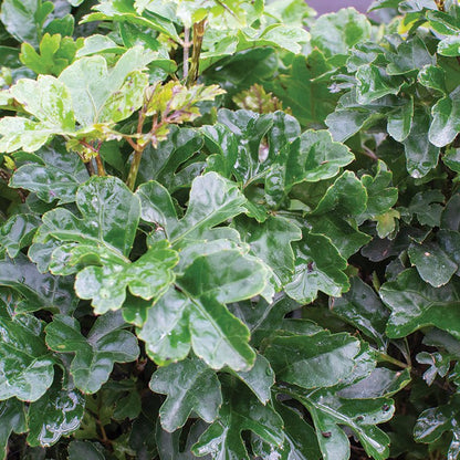 Close-up of Polyscias Plant Polyscias Butterly green leaves with water droplets on a blurred background