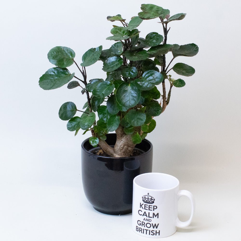 Potted Polyscias Plant next to a mug with 'Keep Calm and Grow British' text on a white background