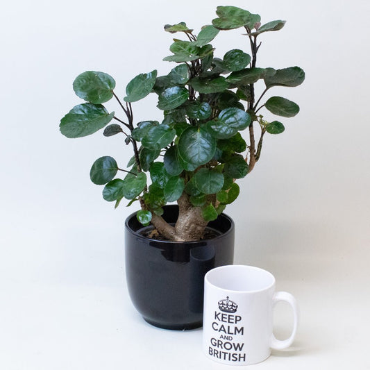 Potted Polyscias Plant next to a mug with 'Keep Calm and Grow British' text on a white background