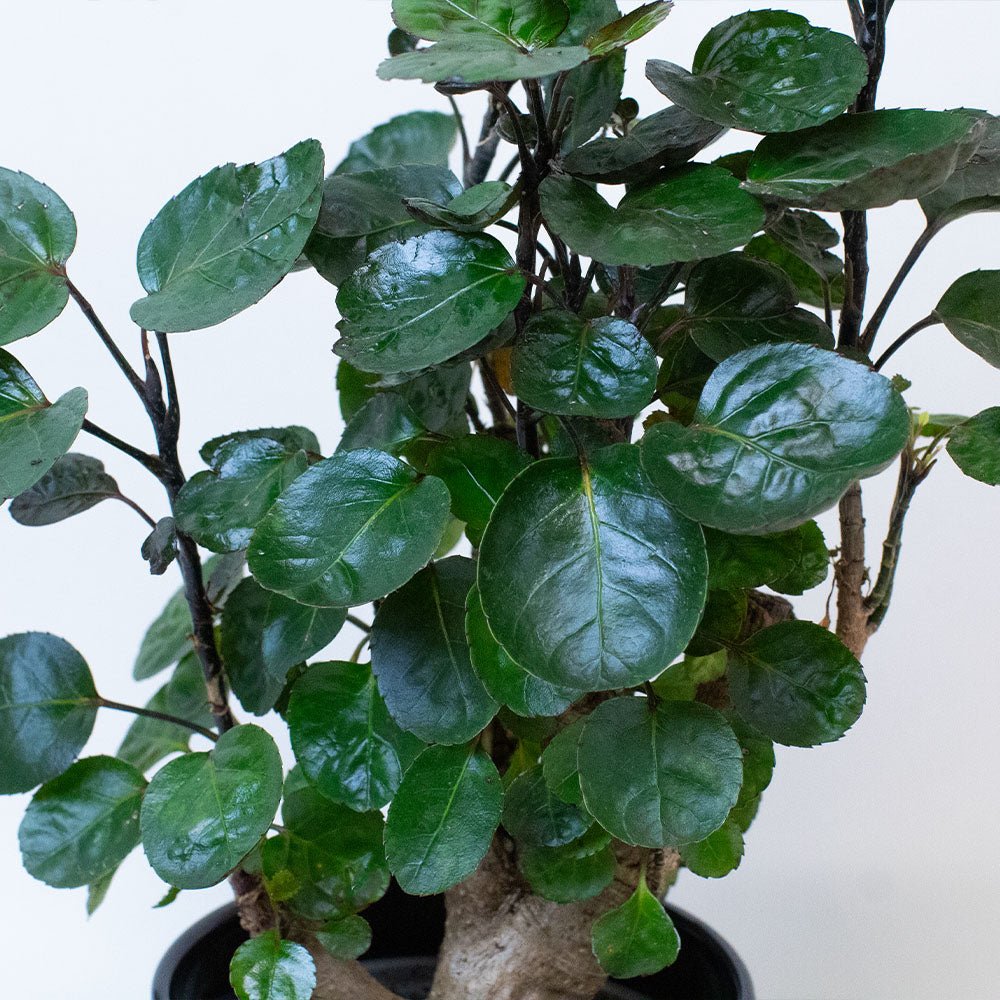 Close-up of a Polyscias Plant with green leaves on a light background