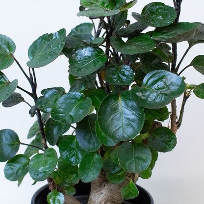 Close-up of a Polyscias Plant with green leaves on a light background