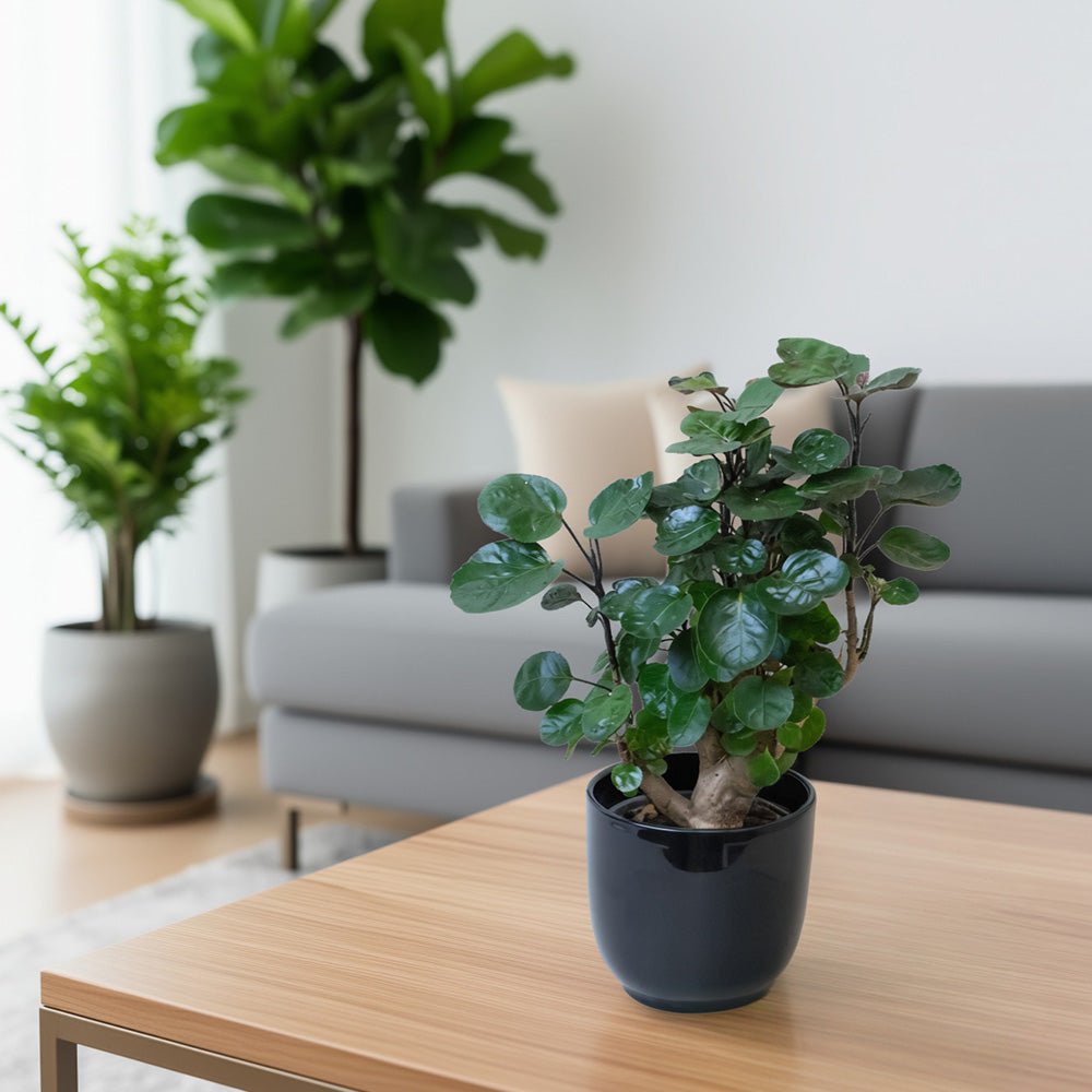 Polyscias Plant on a wooden table in a living room setting