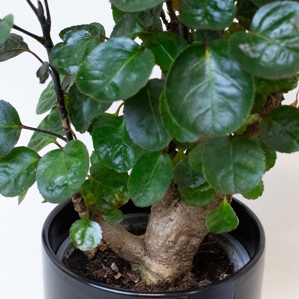Polyscias Plant with green leaves on a plain background