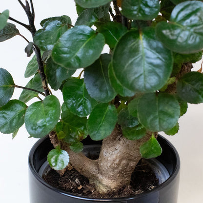 Polyscias Plant with green leaves on a plain background