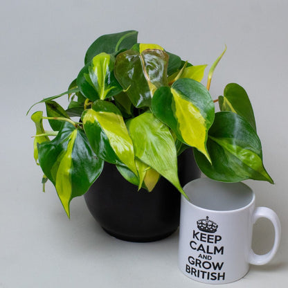 Pothos Plant next to a mug with 'Keep Calm and Grow British' text on a light gray background