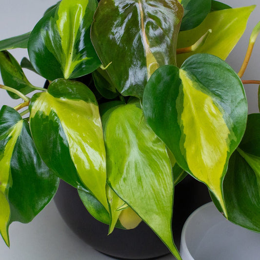 Pothos Plant with green and yellow leaves on a neutral background