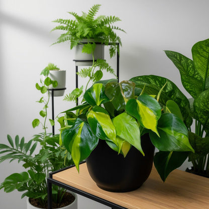 Pothos Plant next to other house plants