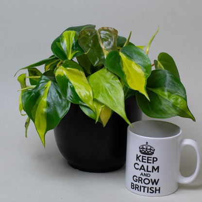 Pothos Plant next to a mug with 'Keep Calm and Grow British' text on a plain background