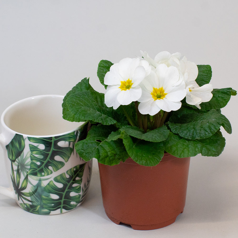 Potted Primrose plant with white flowers and green leaves next to a mug with leaf pattern on a light gray background