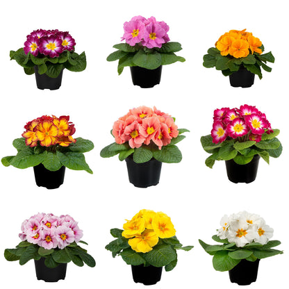 Collection of small potted Primrose plants in various colours on a white background