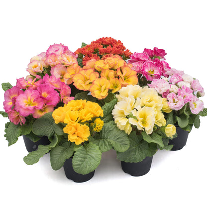Bunch of potted Primrose plants in various colours on a white background