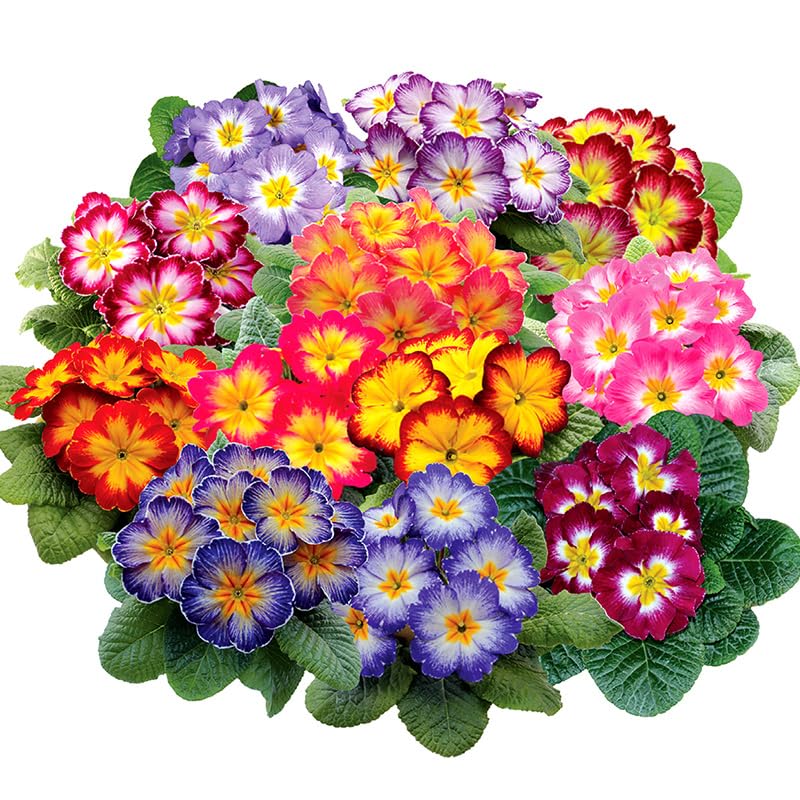 Colourful bouquet of Primrose plants including red, pink, yellow, and purple flowers with green leaves on a white background.