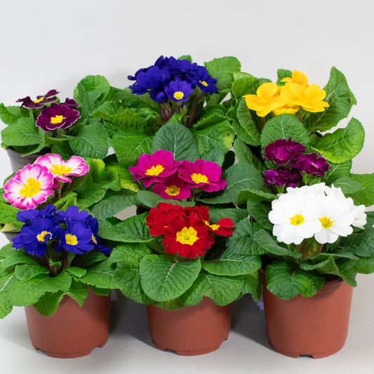 Collection of potted Primrose plants with colourful blossoms on a white background