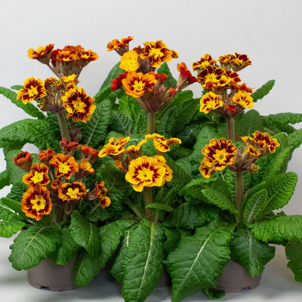 Primrose Plants – Primula ‘Castillian’ (10.5cm Pots)
