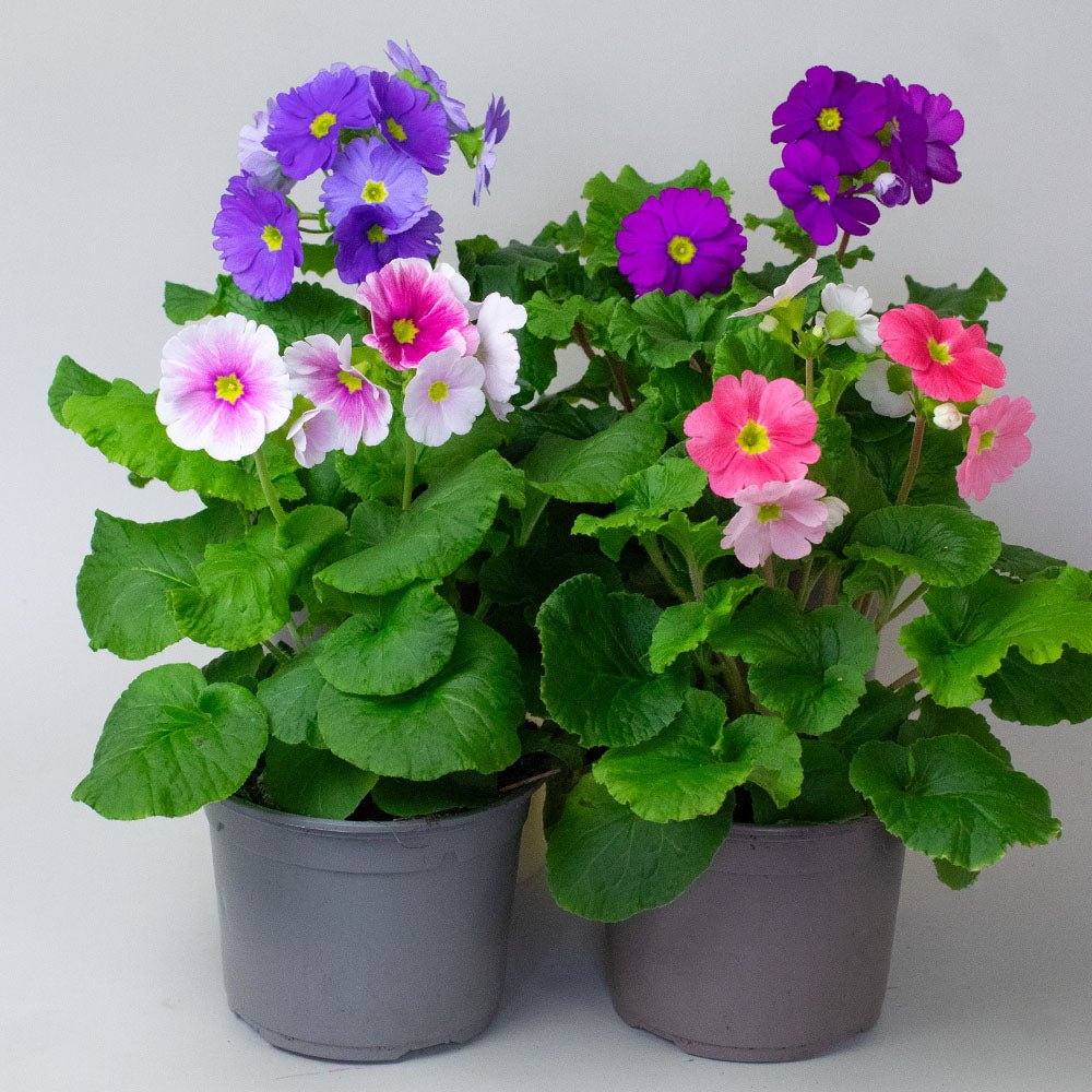 four potted Primula plants with purple, pink, and white flowers on a plain background