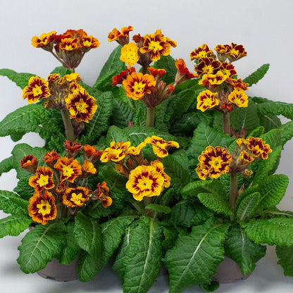 Primrose Plants – Primula ‘Castillian’ (10.5cm Pots)