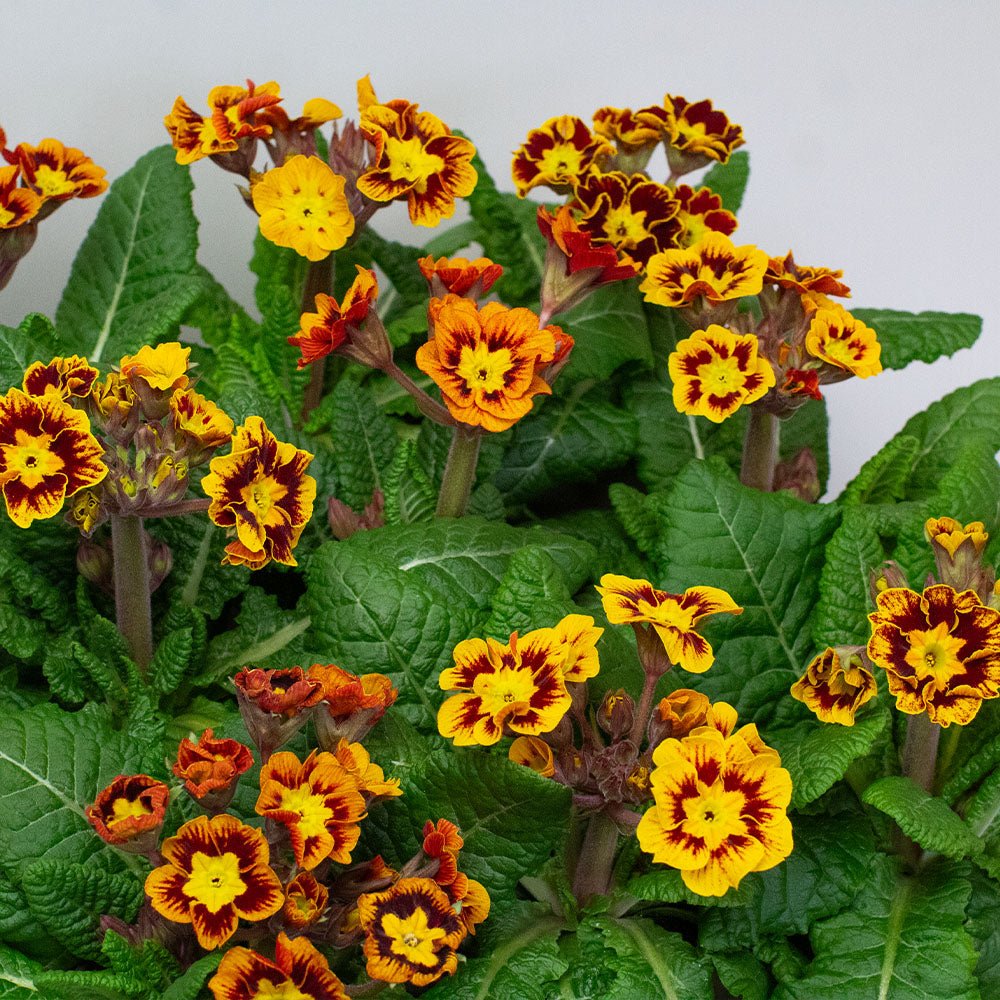 Primrose Plants – Primula ‘Castillian’ (10.5cm Pots)