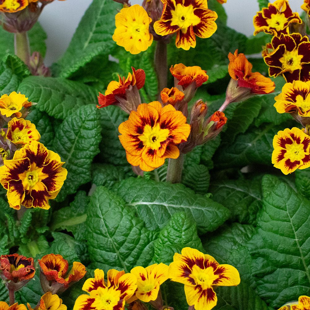 Primrose Plants – Primula ‘Castillian’ (10.5cm Pots)