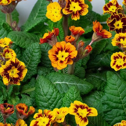 Primrose Plants – Primula ‘Castillian’ (10.5cm Pots)