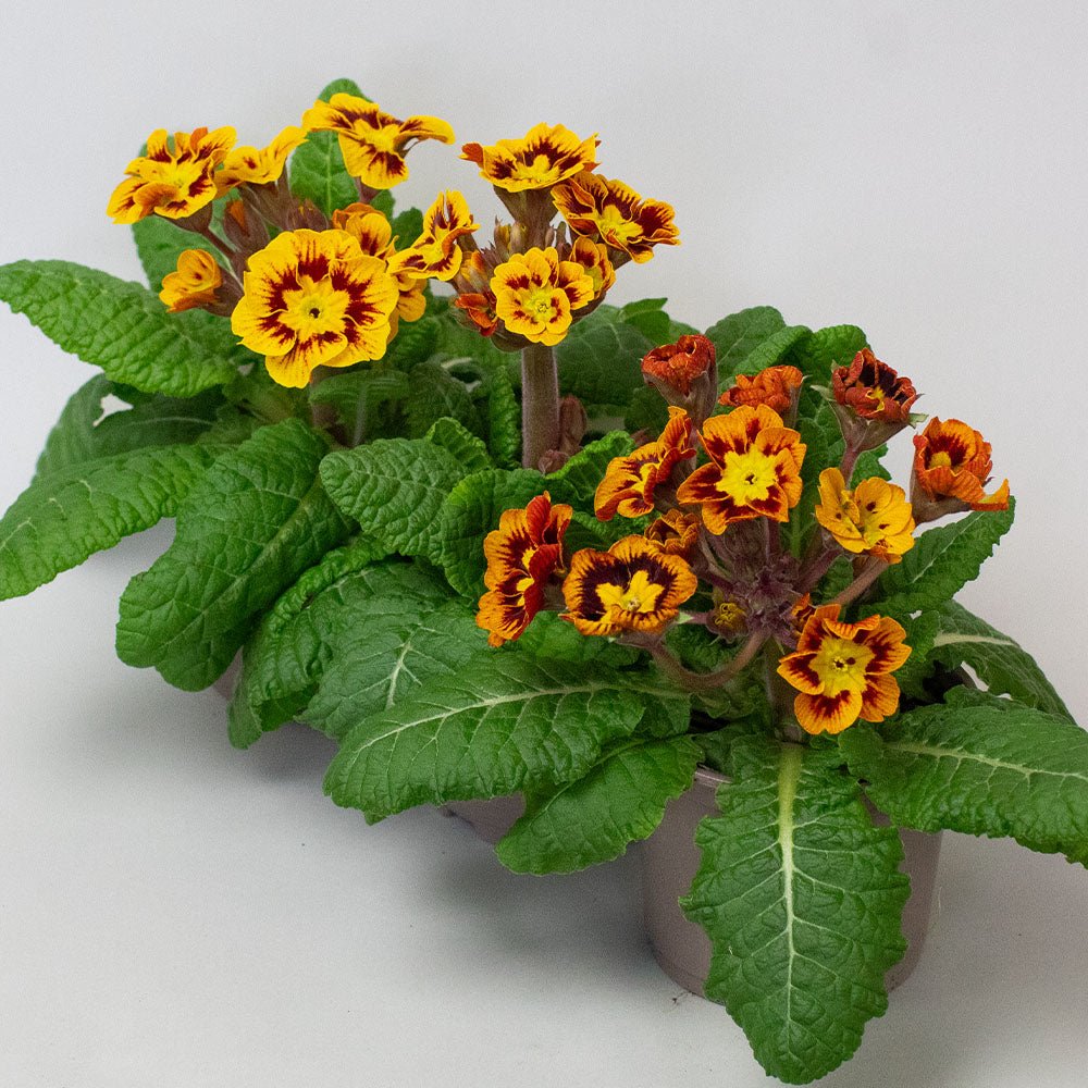 Primrose Plants – Primula ‘Castillian’ (10.5cm Pots)