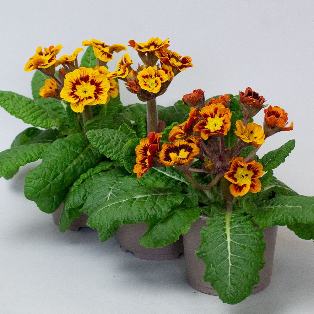 Primrose Plants – Primula ‘Castillian’ (10.5cm Pots)