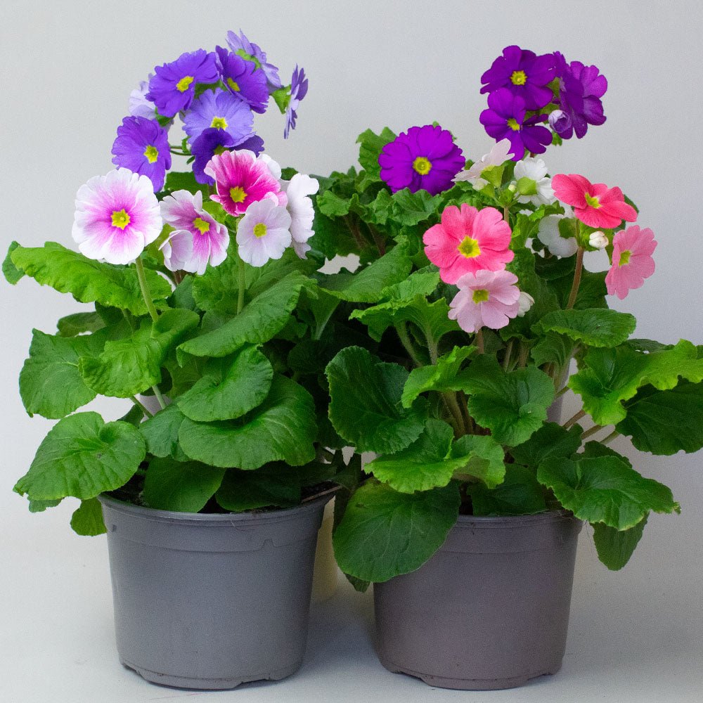 four potted Primula plants with colorful flowers on a plain background