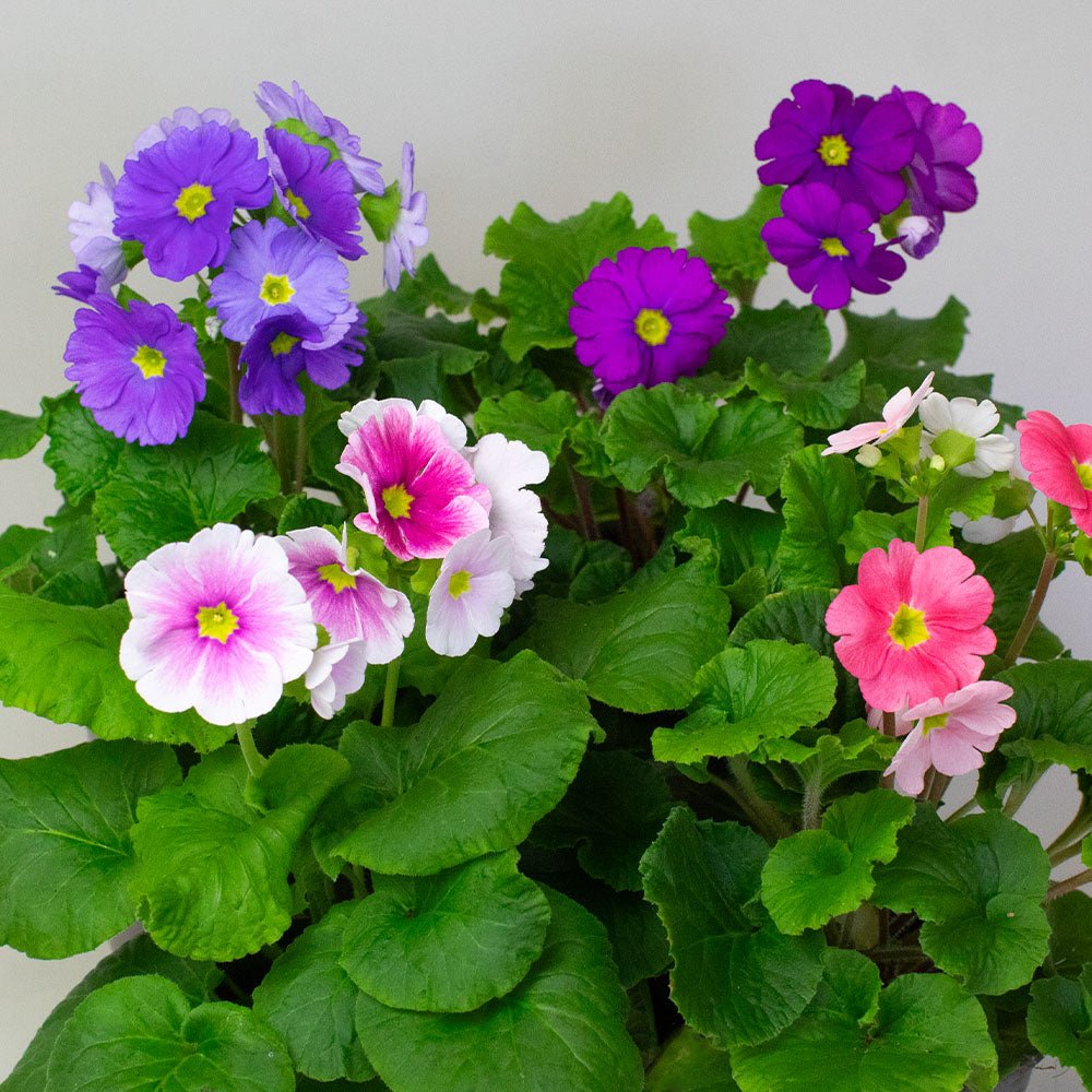 Colorful Primula flowers with green leaves on a white background