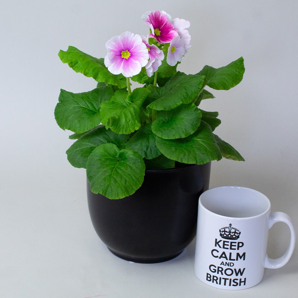 Potted Primula plant with pink flowers next to a mug with text on a white background
