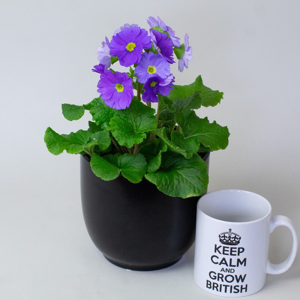 Potted Primula plant with purple flowers next to a mug with text on a white background