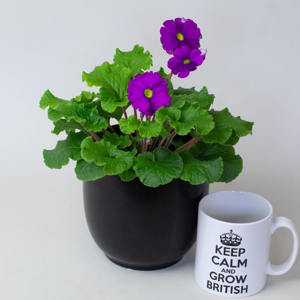 Potted Primula plant with purple flowers and a mug with text on a white background