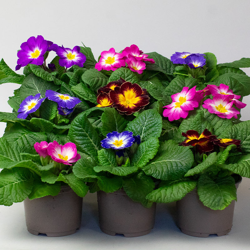 Group of potted Primrose plants with colorful flowers on a white background