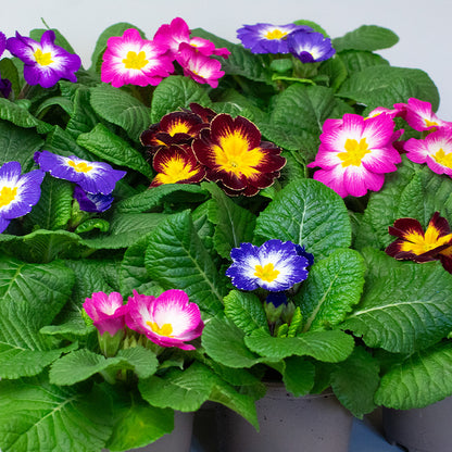 Colorful Primrose flowers including purple, pink, and yellow in a pot with green leaves.