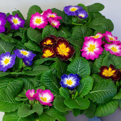 Colorful primrose flowers with green leaves on a white background