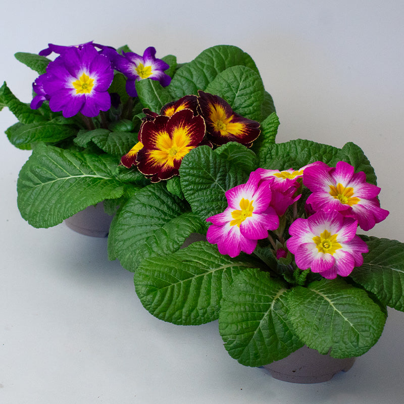 Three potted Primrose plants with colorful flowers on a white background