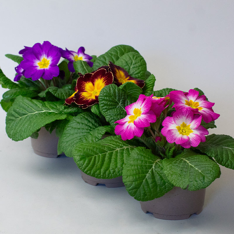 Potted Primrose plants with purple, yellow, and pink flowers on a white background
