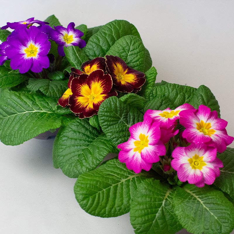 Colorful Primrose flowers including purple, yellow, and pink with green leaves on a white background