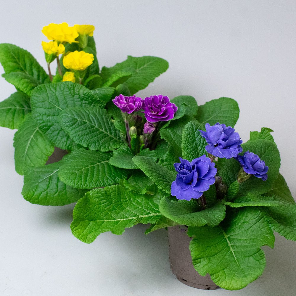 Potted Primula rubens with green leaves and purple and yellow flowers on a white background