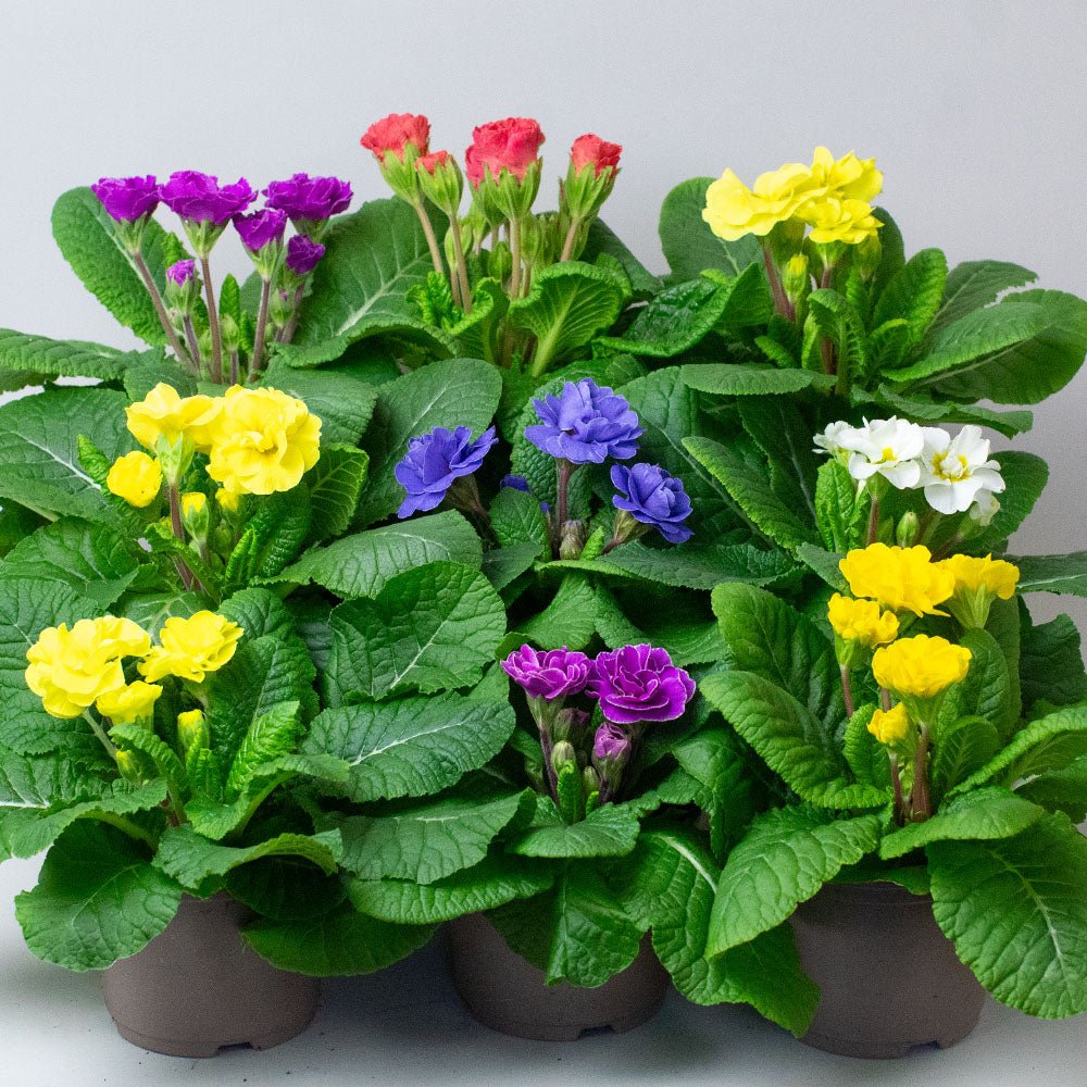 Colourful Primula rubens on a grey background. 
