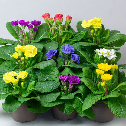 Colourful Primula rubens on a grey background. 