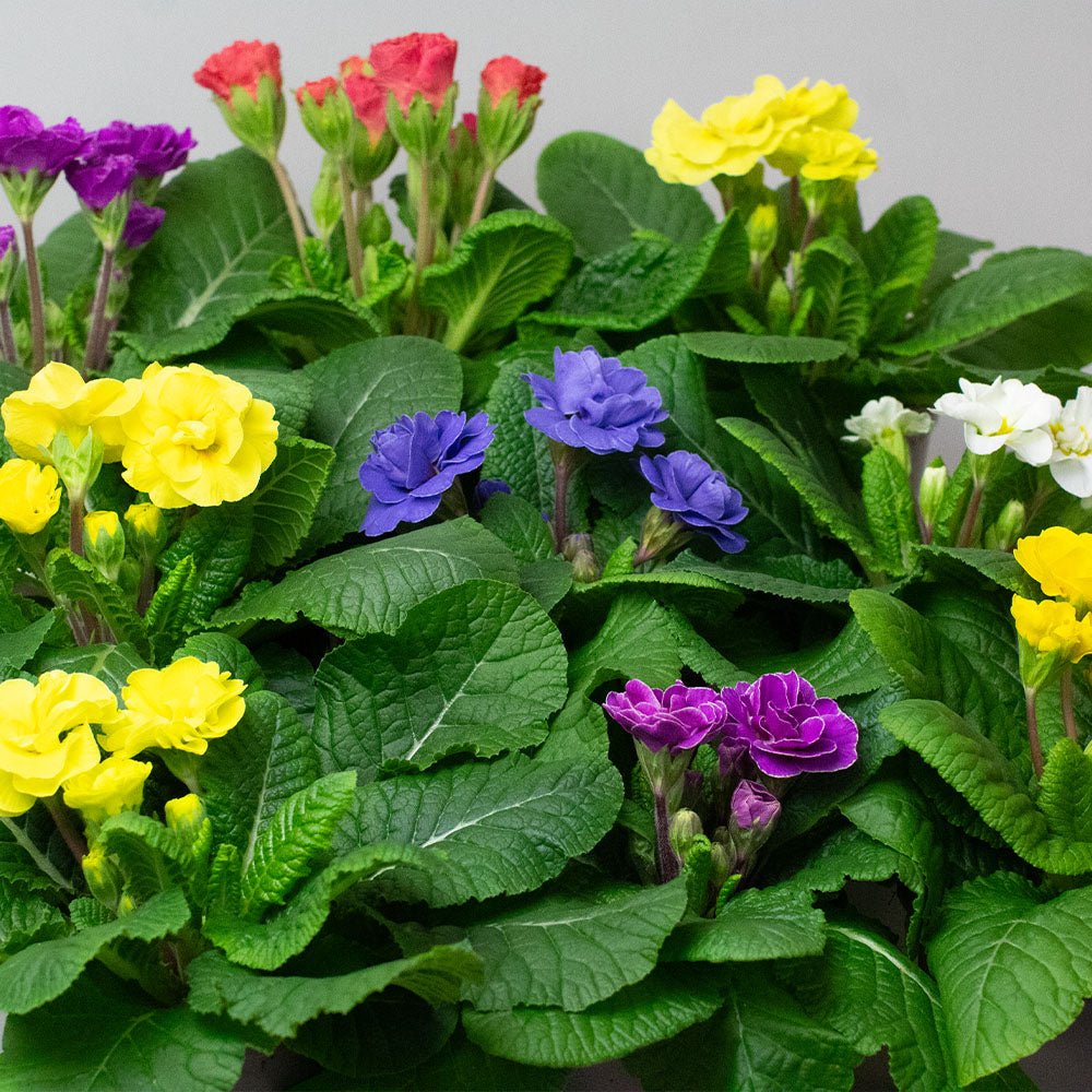 Colourful Primula rubens  including yellow, purple, and red in a garden setting.