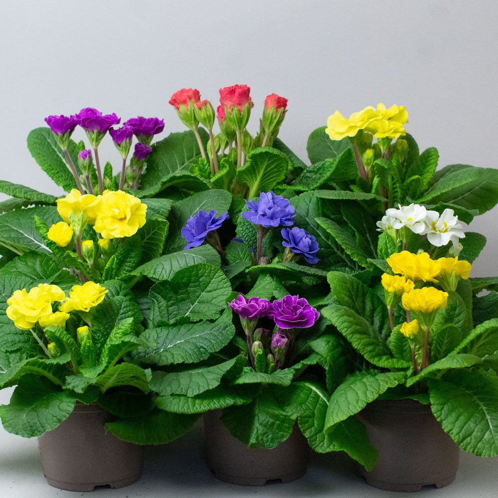Colourful potted Primula rubens  including yellow, purple, and white on a light grey background