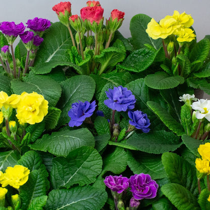 Colourful Primula rubens  including purple, yellow, and red against a green leafy background.