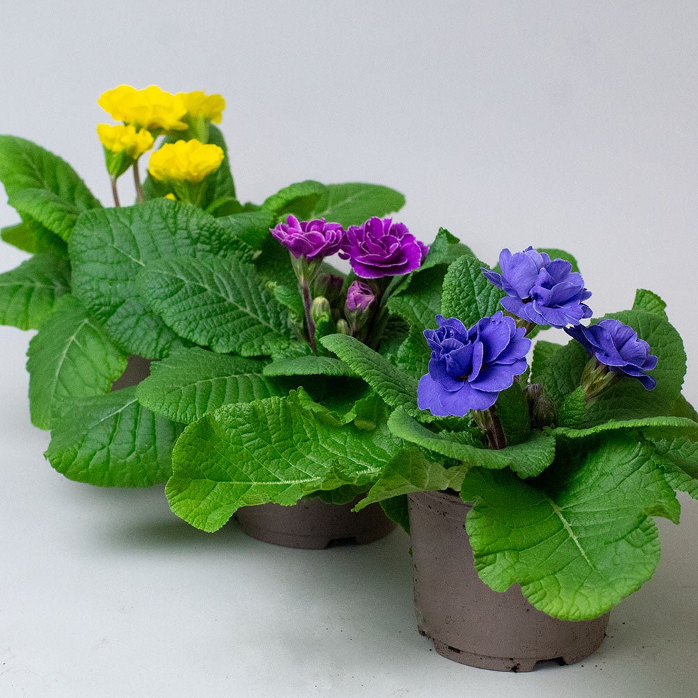 Three potted Primula rubens with green leaves and colourful flowers on a light grey background