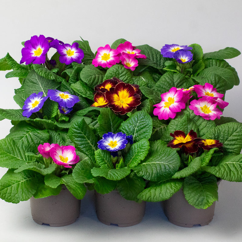 Group of potted Primrose plants with colorful flowers on a light gray background