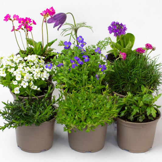 Collection of Rockery Plants with flowers on a white background