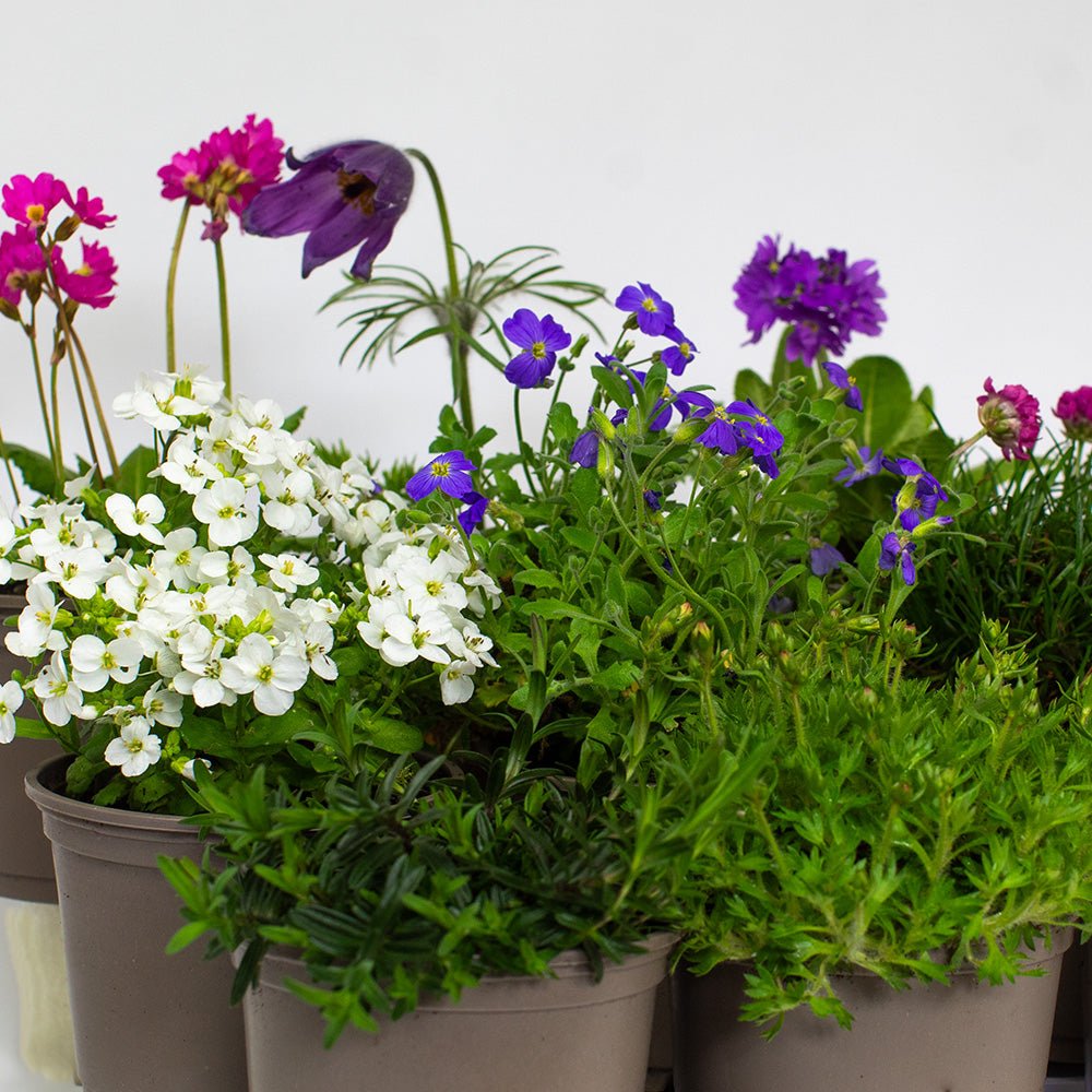 Rockery Plants with purple, white, and green flowers on a light grey background