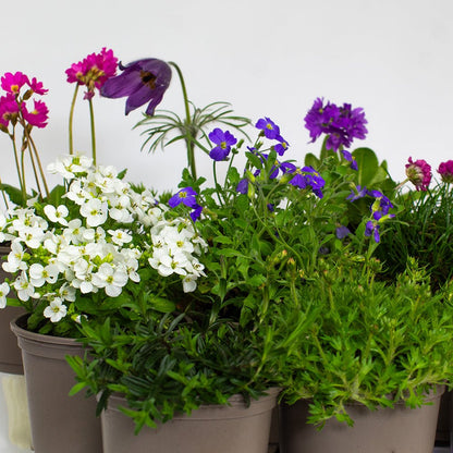 Rockery Plants with purple, white, and green flowers on a light grey background