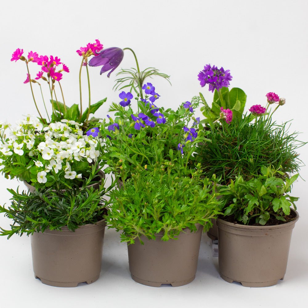 Four Rockery Plants with flowers on a white background